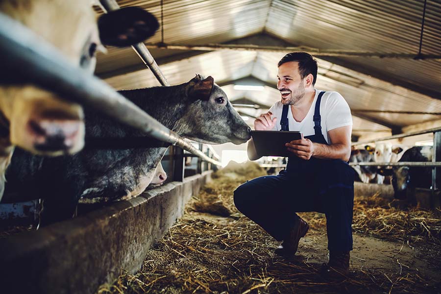 Insurance Quote - Happy Dairy Farmer with His Cows Using a Tablet
