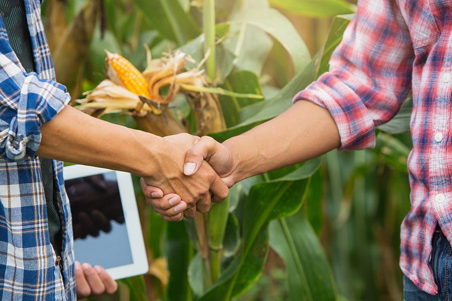 Bickle Farm Solutions - Two Farmers with Tablet Shaking Hands in Corn Field